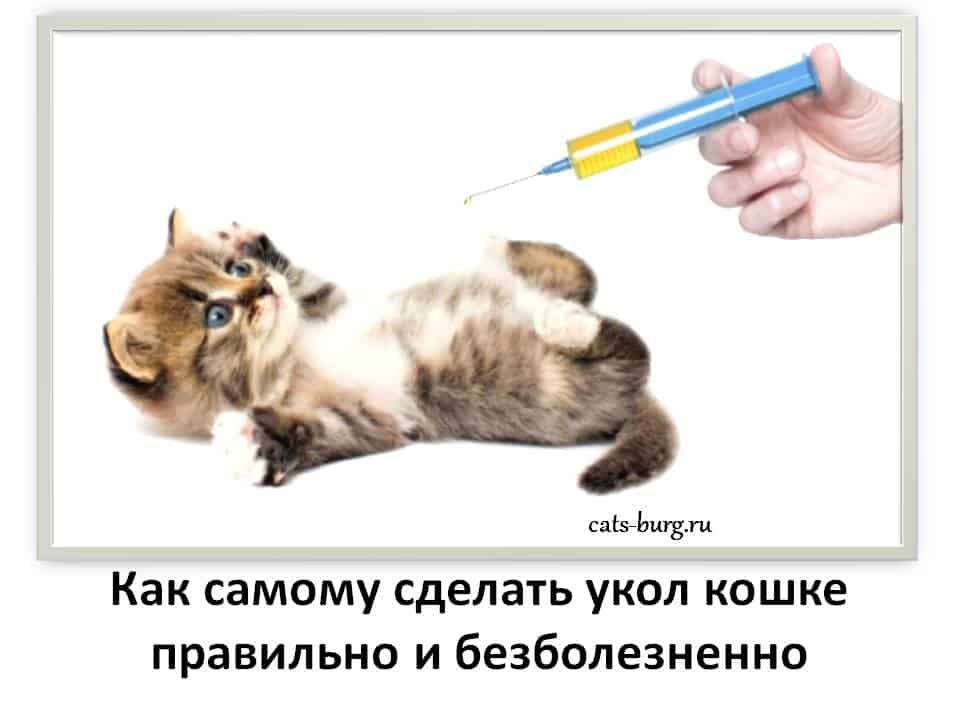 Как делать уколы кошке