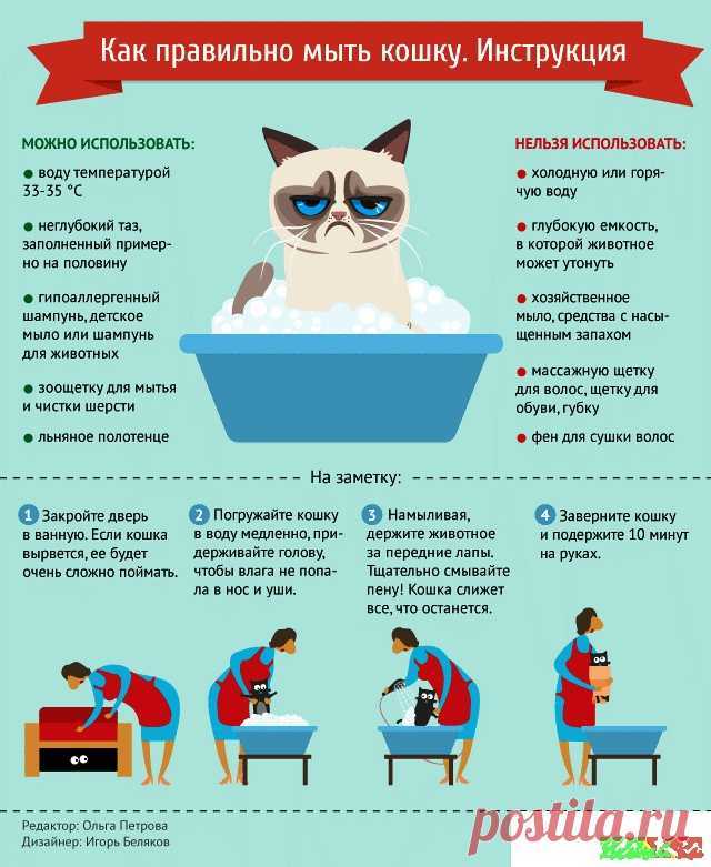 Бывает, кошку нужно помыть — советы, как правильно искупать взрослого кота в домашних условиях; моем в первый раз: видео урок, как мыть и купать кошек