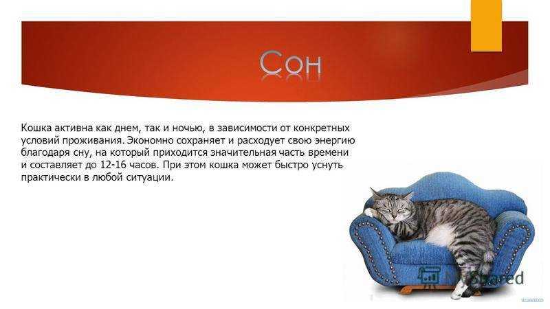 Кошачий сон - сколько и как спят кошки | caticat.ru
