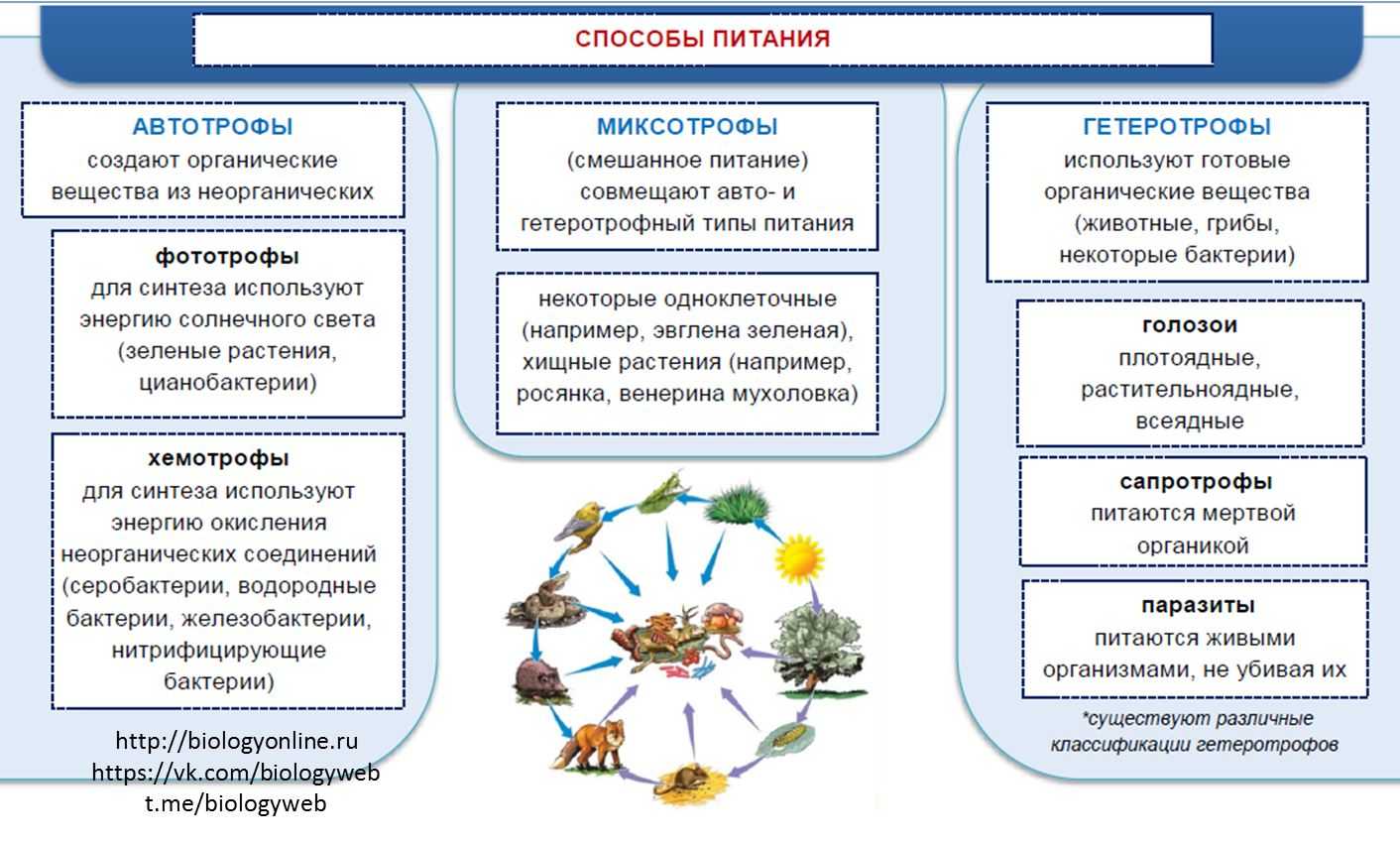 Миксотрофы Примеры Организмов