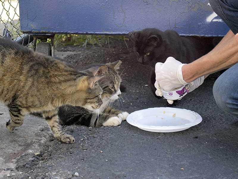 Как самому поймать дикого бездомного котенка, который боится людей, или взрослую одичавшую домашнюю кошку?