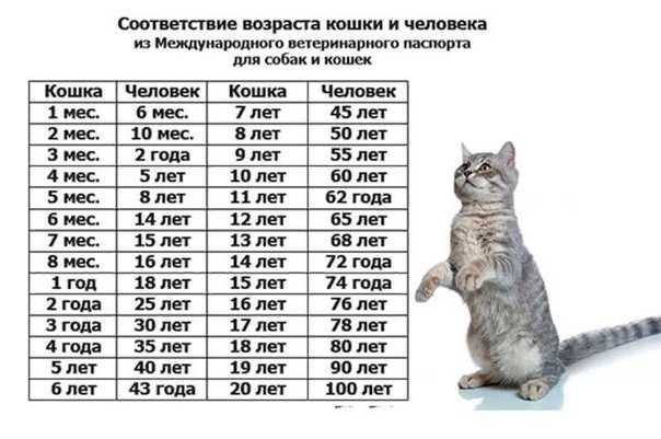 Как определить возраст кошки по внешним признакам? | hill's