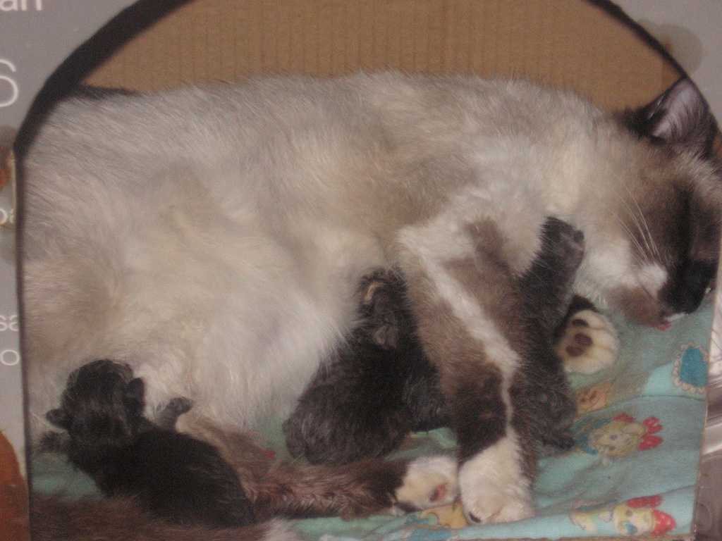 Как понять, что кошка рожает: первые предвестники скорых родов | ваши питомцы