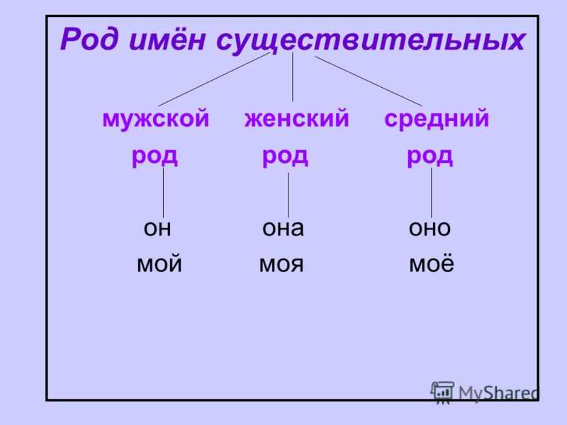 Род имен существительных в русском языке — сложные случаи