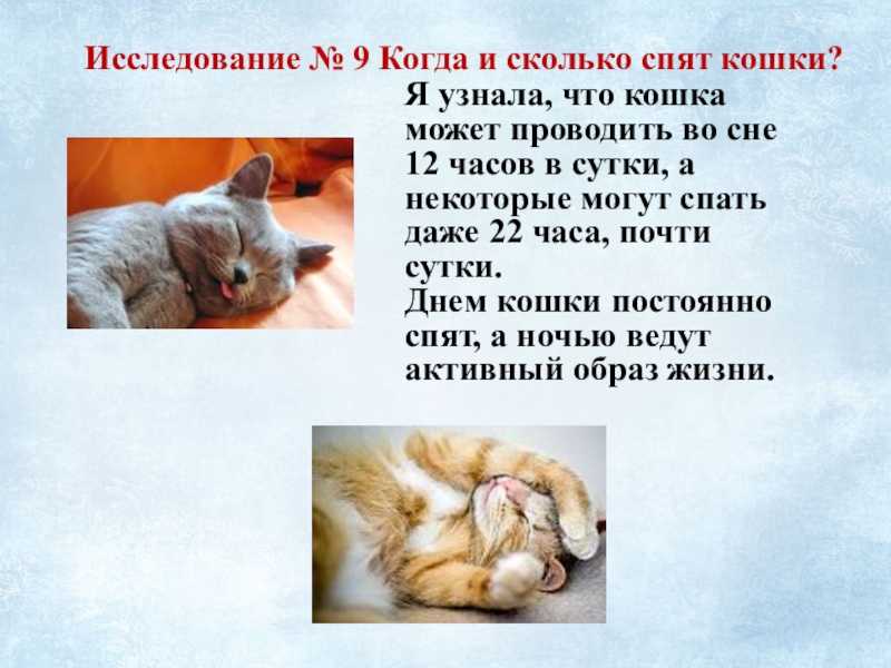 ᐉ почему кошка постоянно спит? - ➡ motildazoo.ru