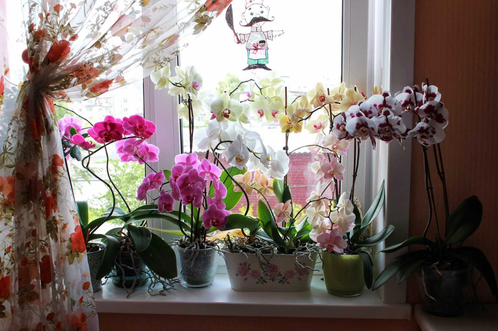 Почему не цветет орхидея: что делать